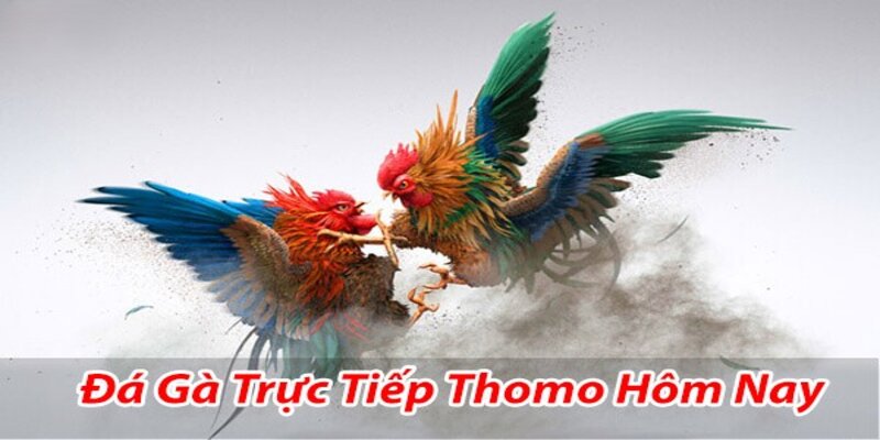 Chi tiết cách thức tham gia vào kèo đá gà thomo từ chuyên gia nhà cái