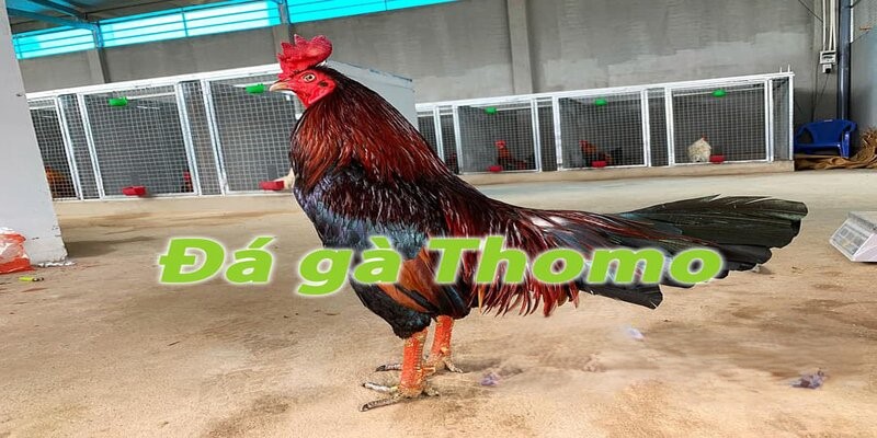 Tìm hiểu thêm về đá gà Thomo uy tín hấp dẫn tại Cwin